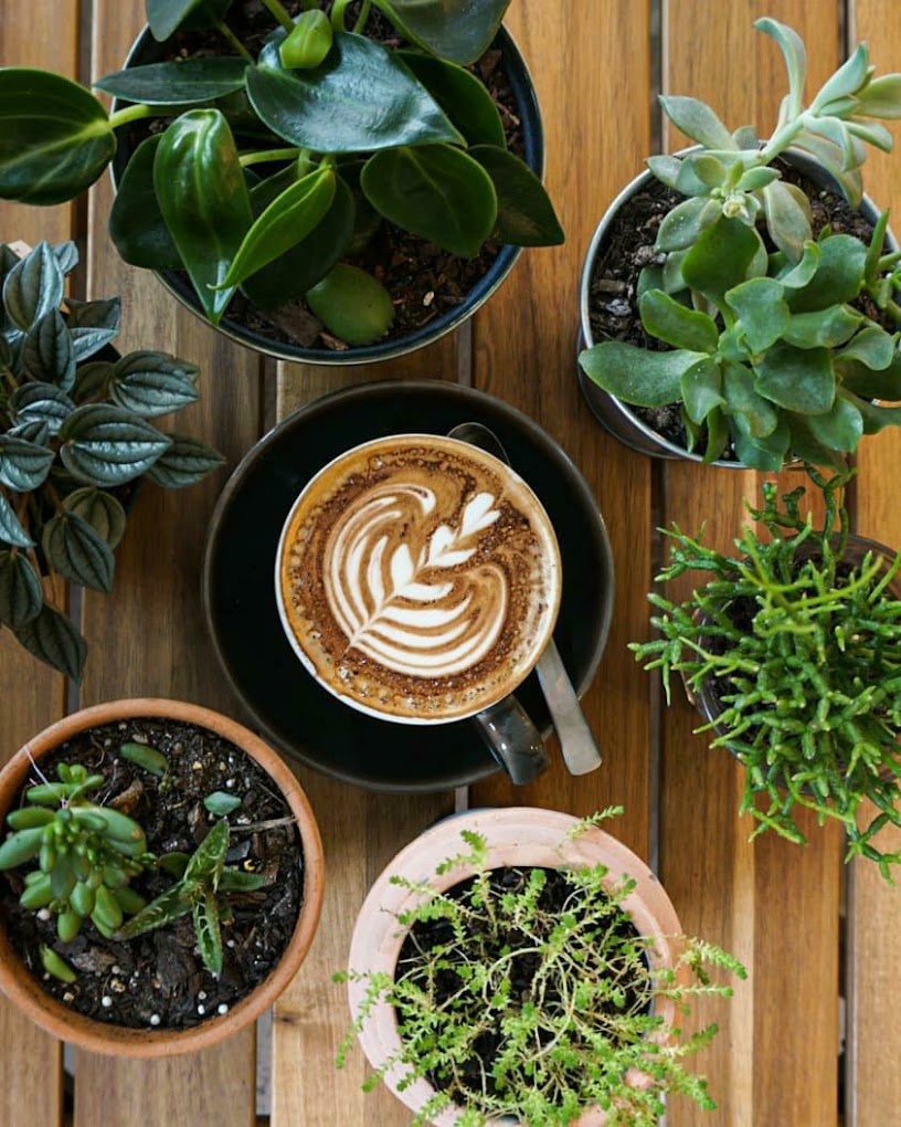 Latte art coffee surrounded by plants at The Foliage Cafe North Sydney
